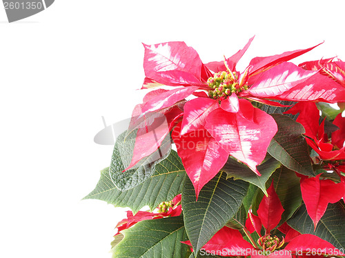 Image of Poinsettia