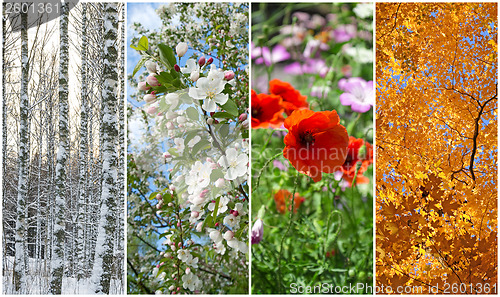 Image of Winter, spring, summer, autumn. Four seasons.