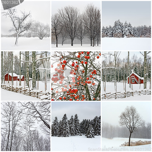 Image of Winter beauty