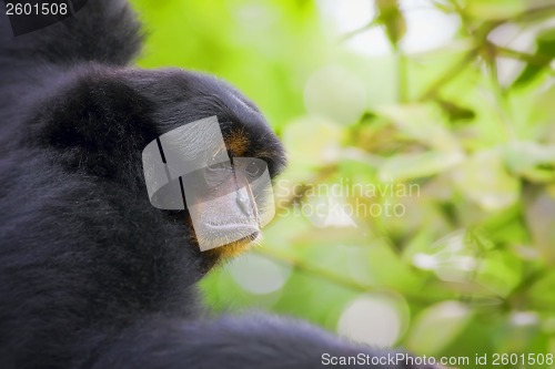 Image of Siamang Gibbon