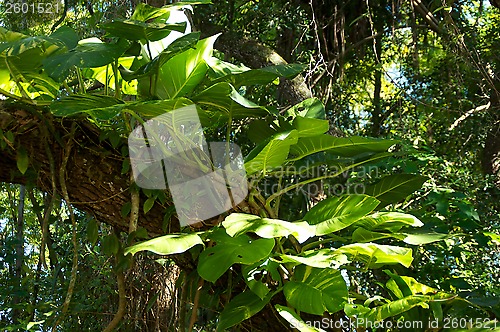 Image of big leafy plant on tree