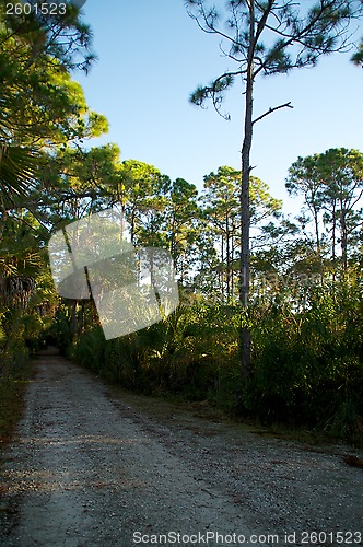Image of empty dirt road in florida