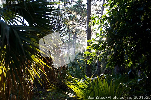 Image of low angle view through tropical forest