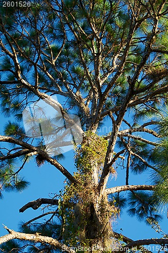 Image of tall pine tree branches