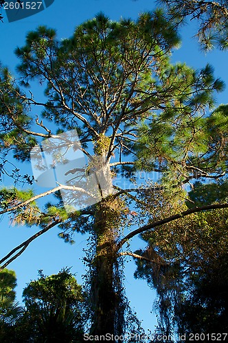 Image of tall pine tree in sunshine