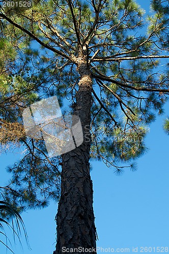 Image of tall pine tree