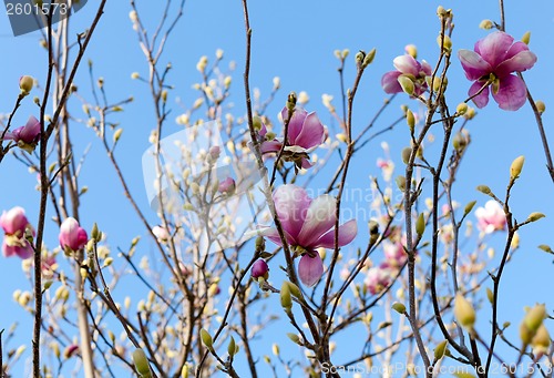 Image of blooming magnolia