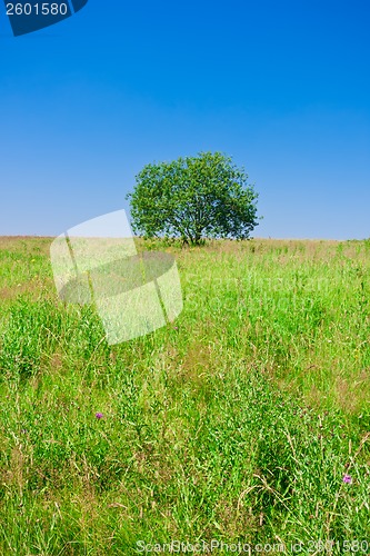 Image of Tree and field