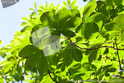 Image of Leaves background