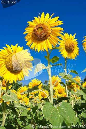 Image of Sunflower