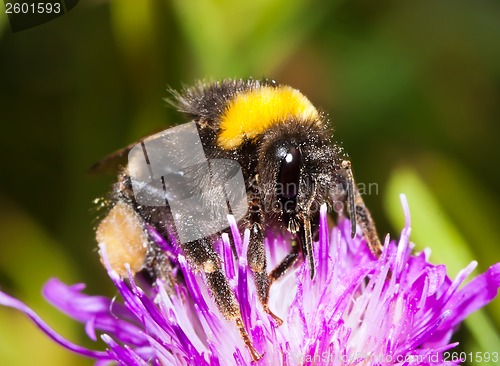 Image of Bumblebee