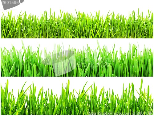 Image of Green grass