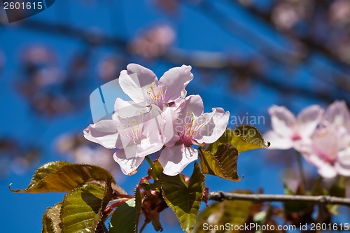Image of Cherry blossom