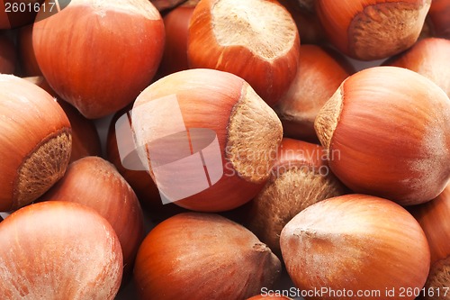 Image of Hazelnuts or filbert