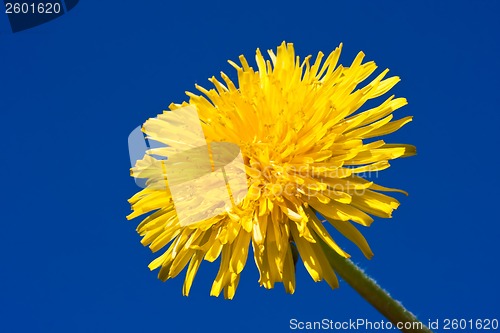 Image of Dandelion