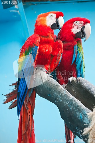 Image of Ara parrot