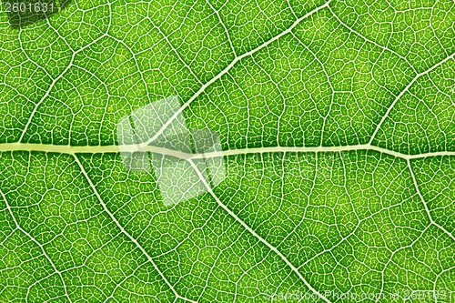 Image of Green leaf