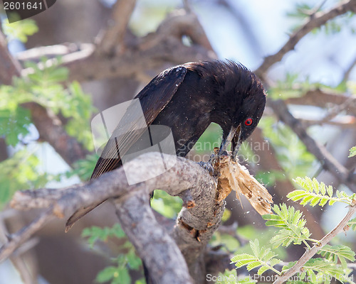 Image of Fork-tailed Drongo eating a large insect 