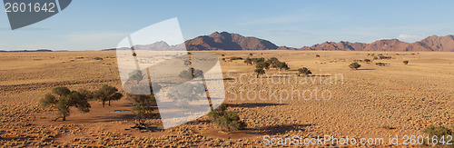 Image of Desert landscape with grasses, red sand dunes and an African Aca