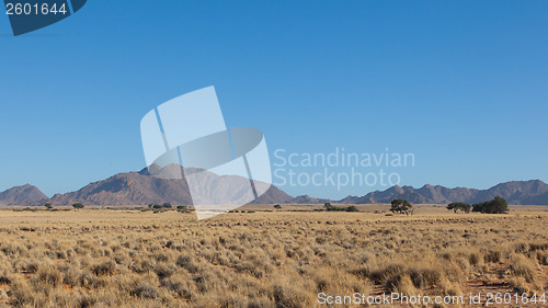 Image of Desert landscape with grasses, red sand dunes and an African Aca