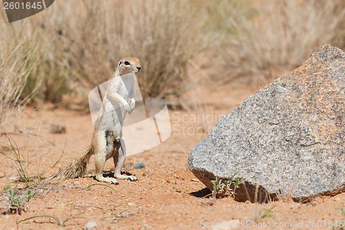 Image of Ground squirrel