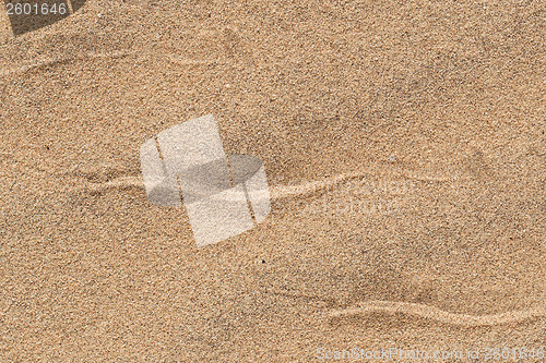 Image of Sidewinding snake tracks across the sand