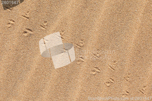 Image of Lizard tracks across the sand