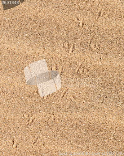 Image of Lizard tracks across the sand