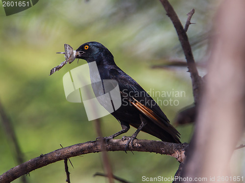 Image of Red-winged Starling