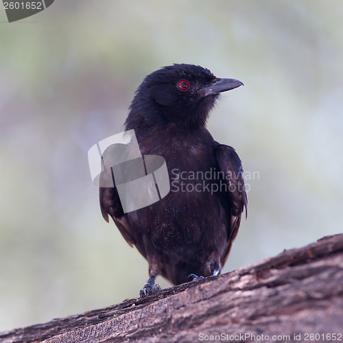 Image of Fork-tailed Drongo