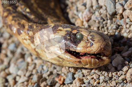 Image of Roadkill - Horned Adder snake on a gravel road