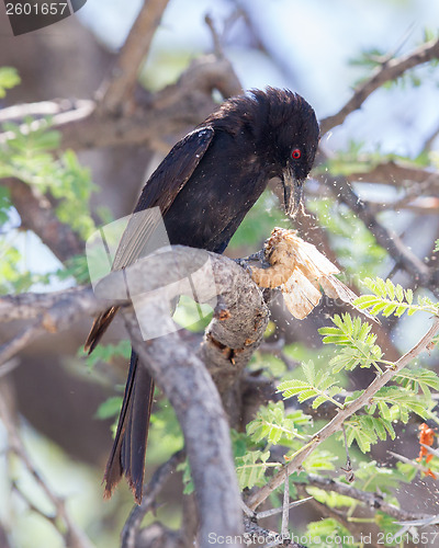 Image of Fork-tailed Drongo eating a large insect 