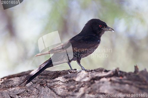 Image of Fork-tailed Drongo