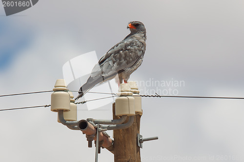 Image of Pale-Chanting Goshawk resting on a pole