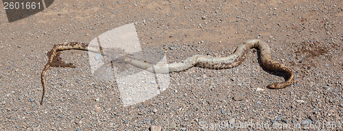 Image of Roadkill - Horned Adder snake on a gravel road