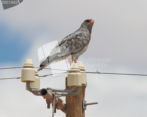 Image of Pale-Chanting Goshawk resting on a pole