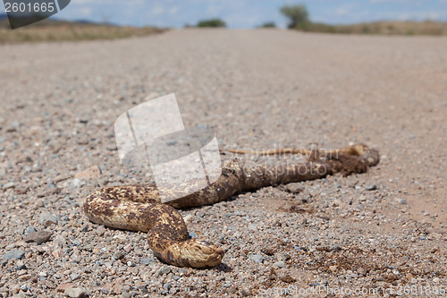 Image of Roadkill - Horned Adder snake on a gravel road