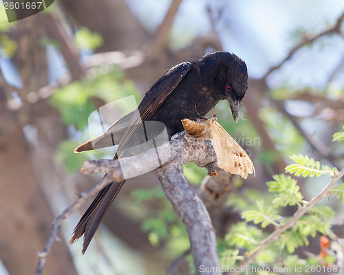 Image of Fork-tailed Drongo eating a large insect 