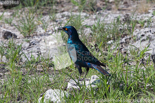 Image of Cape-glossy Starling