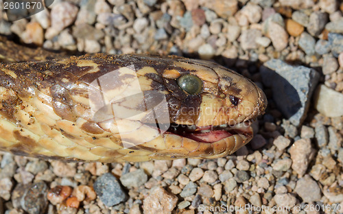 Image of Roadkill - Horned Adder snake on a gravel road