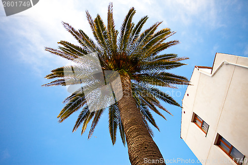 Image of palm tree