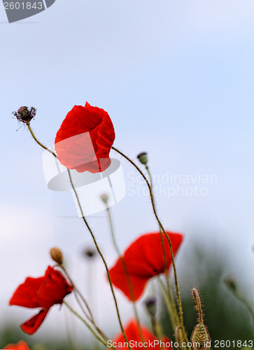 Image of Red poppies