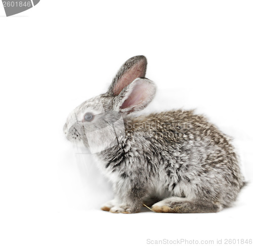 Image of Gray rabbit