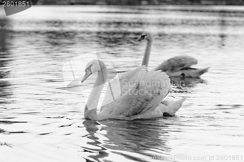 Image of Lonely swan