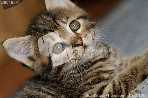 Image of Tabby kitten