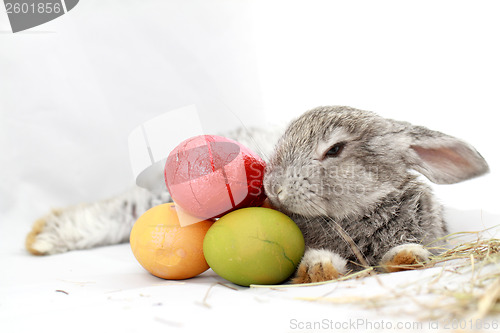 Image of Gray rabbit