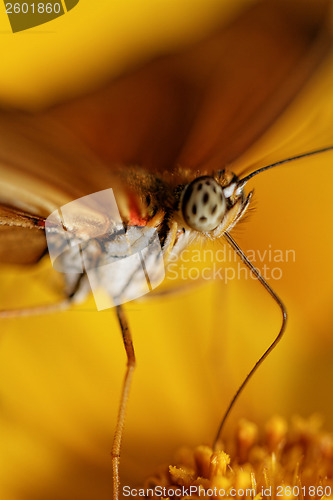 Image of Orange butterfly