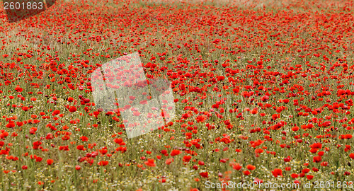 Image of Red poppies