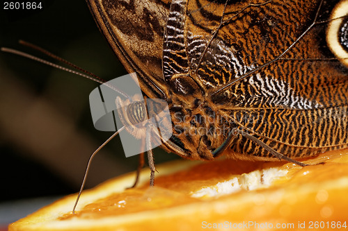 Image of Macro photograph of a butterfly 