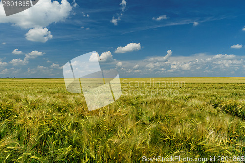 Image of Green and yellow wheat